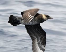 Hình ảnh về Arctic Skua bird