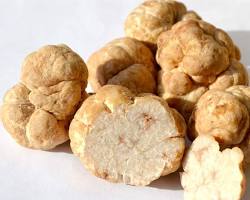 Image of White truffle