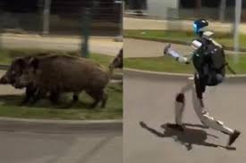 Vídeo de robô humanoide ‘caçando’ javalis pelas ruas da Polônia viraliza na internet; veja origem