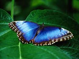 Image result for free images of nature