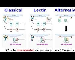 Complement Cascade