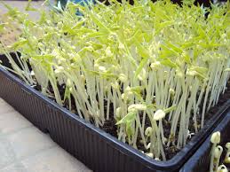 Image result for RAU MẦM CẢI XANH