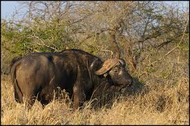 Image result for cape buffalo