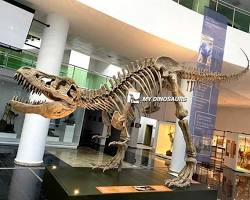 Dinosaur fossils in Turkey resmi