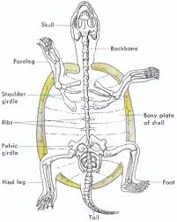 Resultado de imagen de imagenes reptiles skeleton