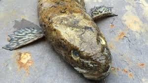 Image result for burbot fish