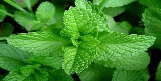 Image result for tulsi