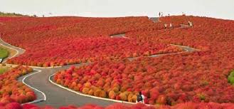 Image result for Hitachi Seaside Park, Japan