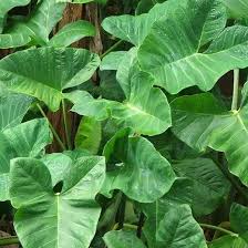 Image result for cocoyam