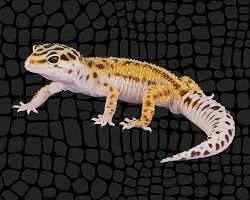 Image de Gecko