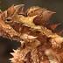 The thorny devil lizard's drinking habits