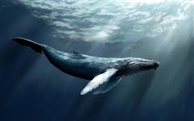 Resultado de imagen para descripcion ballena azul