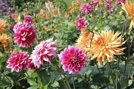 Image result for dahlia