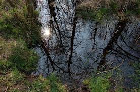 Die Alster - Bild \u0026amp; Foto von Rolf Blome aus Moor - Fotografie ...