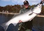 Best hooks for striped bass
