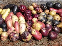 Resultado de imagen para fotos de papas nativas