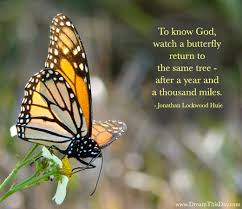 Butterfly Quotes and Sayings - Quotes about Butterfly via Relatably.com