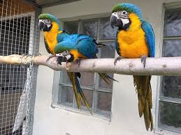 Image result for baby macaw parrot for sale