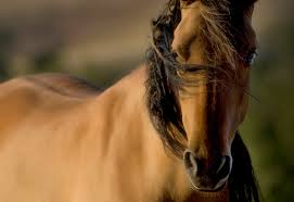 Image result for HORSE