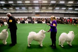 Résultat de recherche d'images pour "dog show"