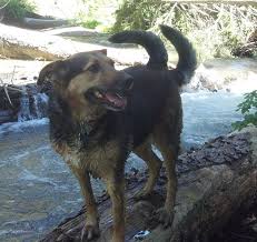 Képtalálat a következőre: „two tail dog”