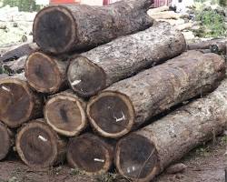 Gambar Kayu Sonokeling