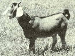 Resultado de imagen para imagenes de cabras criollas