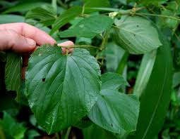 Image result for Gouania longispicata