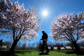 Cherry blossoms are expected to reach peak bloom this weekend. Here is where you can find them in Toronto.