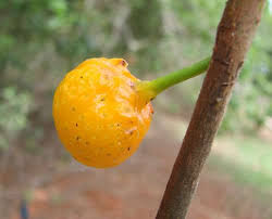 Mama-cadela: a fruta brasileira de nome curioso e sabor singular