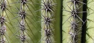 Image result for saguaro cactus