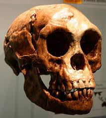 Hasil gambar untuk tengkorak homo wajakensis