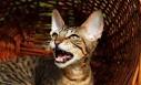 Why Do Cats Howl When They Get Older? CareHealthy Living