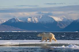 Kaktovik, Alaska Revives Polar Bear Tourism: A New Era of Wildlife Travel Awaits in the Arctic