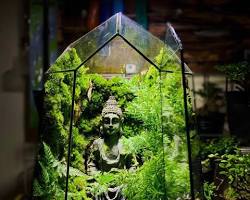 Hình ảnh về Một terrarium kín với hệ sinh thái xanh tươi, hơi nước ngưng tụ trên thành bình