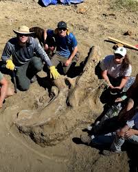A 7-foot, 3,000-pound Triceratops skull nicknamed “Shady” was unearthed in South Dakota's Badlands by a Westminster College team led by paleontologist David Schmidt. Estimated to be 66 million years old, the fossil
