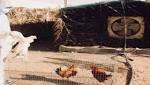 تسجيل إصابتين بانفلونزا الطيور بالأحساء