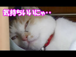 Image result for ねこ吉