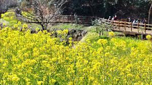 Korea Weather Forecast: Morning Cold, Dry Conditions, and Wildfire Awareness - March 11, 2026