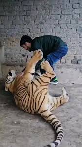 Big cat (@smile.every.day80) | TikTok