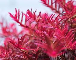 Hình ảnh về Rotala super red