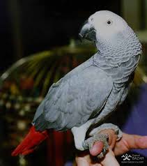 Image result for african grey parrot for sale