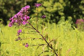Image result for ironweed plant