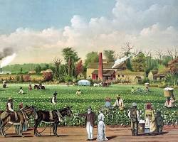 Image of Cotton Plantation during the Civil War