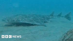 BBC - News update