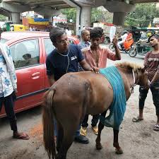 Know our Vets. Dr Akhilesh Gupta Dr Akhilesh Gupta is our ...