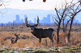 images?q=tbn:ANd9GcSNKmB3442wGuLrtF7Fe7gXh2yr5utZet9OMCQBno04iknp-bZ1-Q