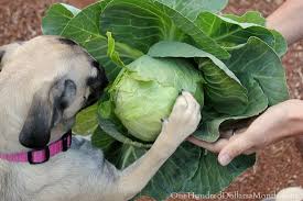 Μπορεί ο σκύλος να καταναλώνει λάχανο;
