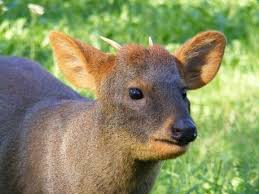 Résultat de recherche d'images pour "pudu"