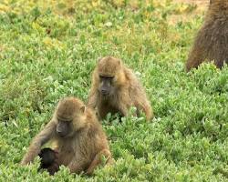 Image of baboon troop foraging on the ground